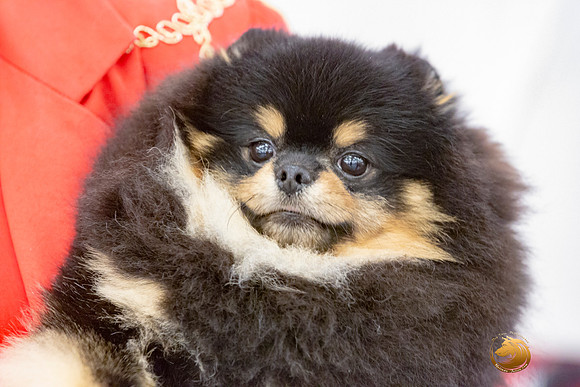 Pomeranian Sun Annette Rister_JJL_9165-AustinToy2019-HR3