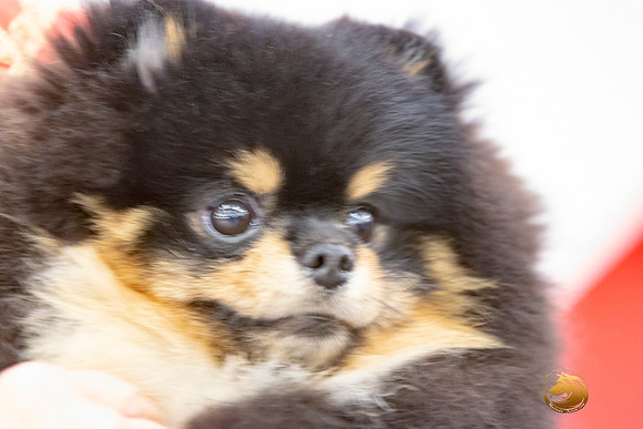 Pomeranian Sun Annette Rister_JJL_9169-AustinToy2019-HR3