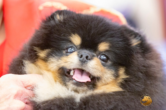 Pomeranian Sun Annette Rister_JJL_9170-AustinToy2019-HR3