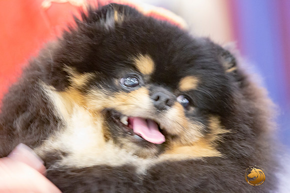 Pomeranian Sun Annette Rister_JJL_9171-AustinToy2019-HR3