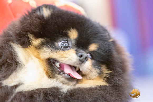 Pomeranian Sun Annette Rister_JJL_9172-AustinToy2019-HR3