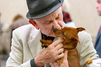 Miniature Pinscher Larry Dewey Sun