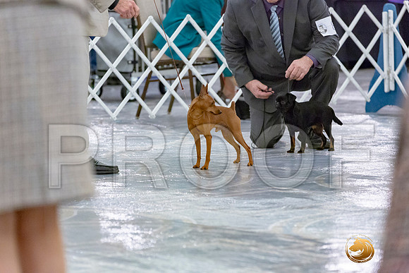Miniature Pinscher Larry Dewey Sun_JJL_9306-AustinToy2019-HR3
