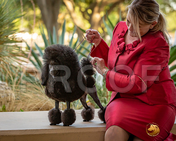 Poodle Toy Tiffany Ad_JJL_9688-AustinToy2019-HR3