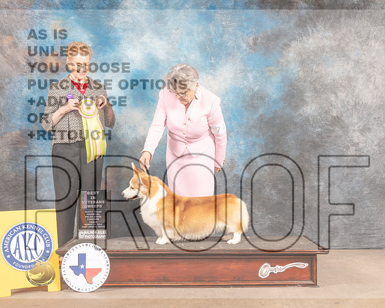 Pembroke Welsh Corgi #71 Fri BVet Judge Carol Braunstein-MMJ_7685-FW2022-HR3
