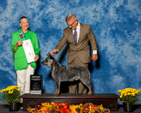 Australian Cattledogs #5 Sun G4 Thomas Desiree Judge Mrs Carolyn A Herbel