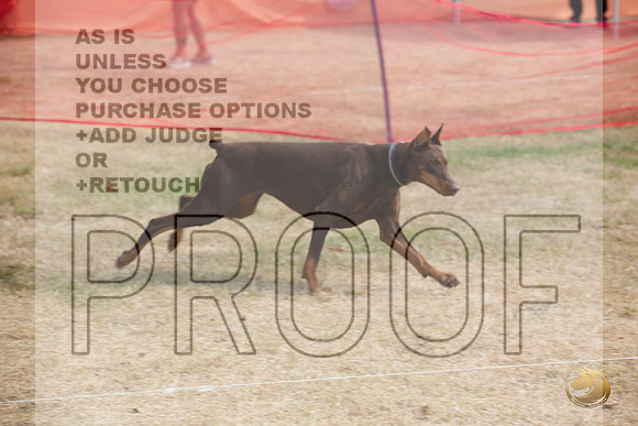 Precision Coursing Longview WA 2024 Doberman Pinscher # _JJL_3495_Longview WA_2024_HR3
