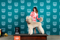 Poodle Std MC #524 Fri2 BJr Judge Joe Allen