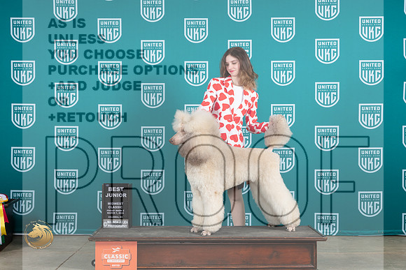 Poodle Std MC #524 Fri2 BJr Judge Joe Allen__JP_0683_UKCMWC2024_HR3