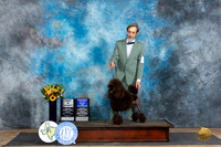Poodle Miniature #8 Fri BOVBOWWB Judge Rick Gschwender