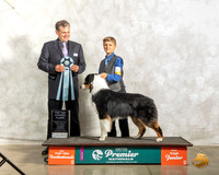 Australian Shepherd #1046 Thur Top10Jr4th Judge Antonio Raposo