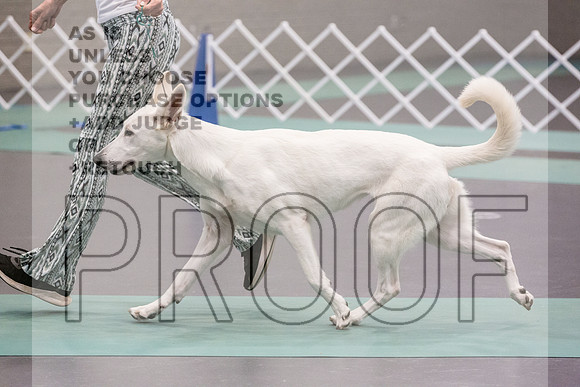 White Shepherd Sat Rings_JJL_9512_UKCLNGVIEWOCT2024_2024_HR3