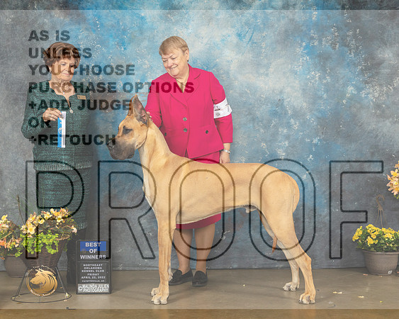 Great Dane #7 Fri BOW Judge Carol Jean Nelson-MMJ_9381-NWARK2022-HR3