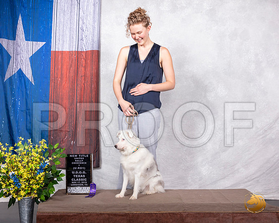 Miniature American Shepherd Sun URO1__SR_3877-LngUKC2019-HR3