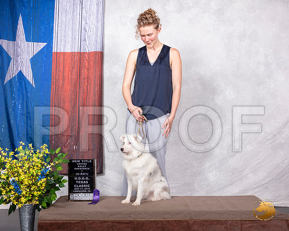Miniature American Shepherd Sun URO1__SR_3883-LngUKC2019-HR3