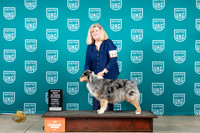 Australian Shepherd #203 Sat VRBIS Judge Lynn Martin