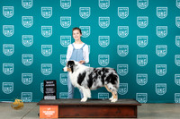 Australian Shepherd #392 Sat1 BJr Judge Dianna Allen