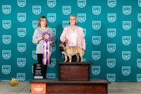 French Bulldog #196 Sat BIS Judge Lynn Martin