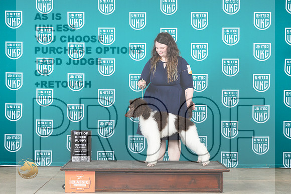 Poodle Std MC #407 Sat2 PBOB Judge Joe Allen__JP_0825_UKCMWC2024_HR3