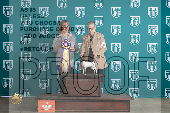 Toy Fox Terrier #136 Sat RBIS Judge Lynn Martin__JP_0876_UKCMWC2024_HR3