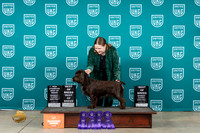 Field Spaniel #255 Sat Sun BOB Ch no judge