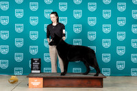 German Shepherd Dog #239 Sun2 BOB Judge Joe Allen