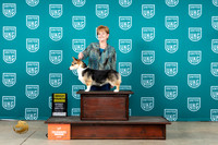 Pembroke Welsh Corgi #108 Sat2 BOBG4 Judge Brenda Landers