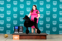 Poodle Std #148 Sun G1TD Judge Jennifer Landers