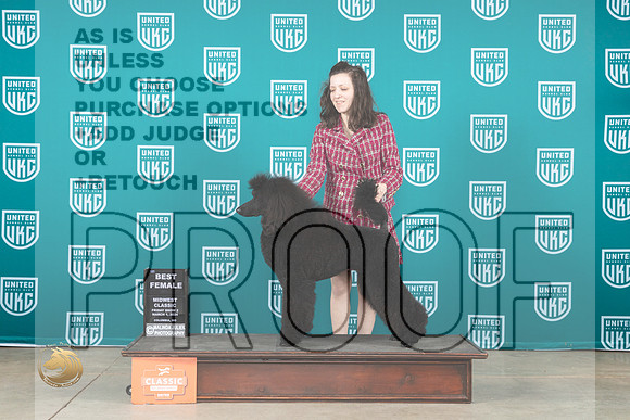 Poodle Std #149 Fri BF Judge Lori Sargeant__JP_1111_UKCMWC2024_HR3