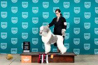 Poodle Std #265 Sun1 Judge Brenda Landers TD