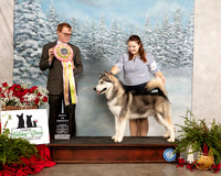 Alaskan Malamute #11 Fri BISweeps Judge Bruce Barnes