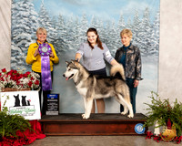 Alaskan Malamute #11 Fri BOW Judge Debra L Thornton