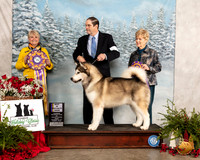 Alaskan Malamute #9 Fri BISS Judge Debra L Thornton