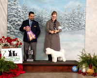 Bichon Frise #16 Fri NCh BOB Judge Joao Machado