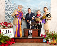 Boston Terrier #14 Fri BISS Judge Michael Staley