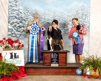 Boston Terrier #22 Fri BOW Judge Michael Staley