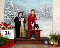 Boston Terrier #29 Fri BISSweeps Judge Loretta Dolan