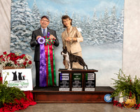 Boston Terrier #30 Fri WB BBX AOM Judge Tim Robbins