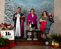 Boston Terrier #5 Fri SD OHBOB Judge Tim Robbins