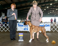 Boxer #25 Fri BOB Judge Diane Collings