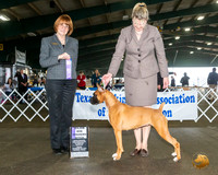 Boxer #26 Fri WB Judge Diane Collings