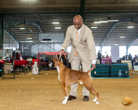 Boxer #27 Fri