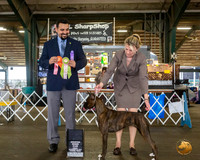 Boxer #30 Fri Grand Sweeps Judge JOAO MACHADO
