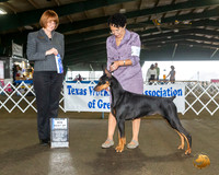 Doberman Pinscher #14 Fri BOW Judge Diane Collings