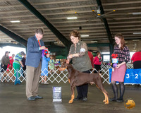 Doberman Pinscher #19 Fri WD Maj Judge Charles Olvis
