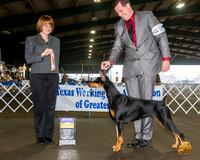 Doberman Pinscher #24 Fri BOB Judge Diane Collings