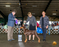Doberman Pinscher #46 Fri BOW Maj Judge Charles Olvis