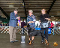 Doberman Pinscher #5 Fri BISS Judge Charles Olvis