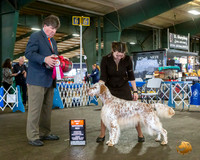 English Setter #14 Fri BOS Judge Charles Olvis