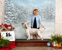 English Setter #22 Fri